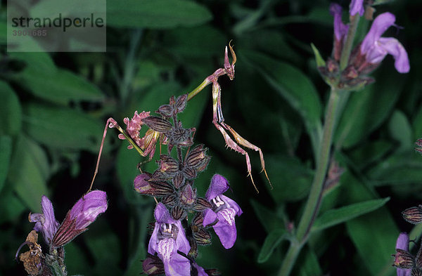 Empusa pennata Fangschrecke (Empusa pennata) Nymphe auf violetten Blüten