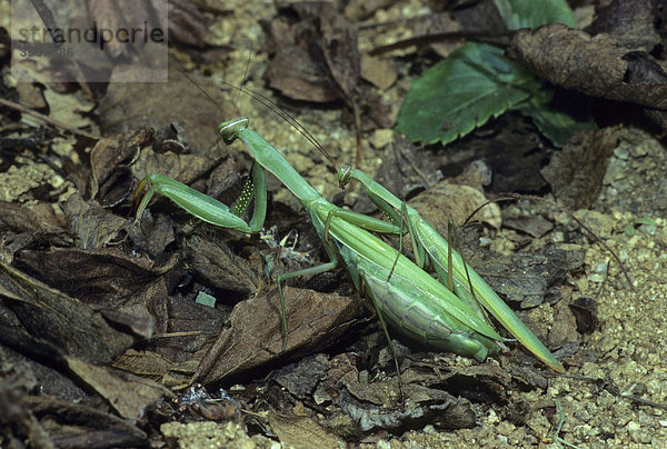 Europäische Gottesanbeterin (Mantis religiosa) Männchen und Weibchen bei der Paarung