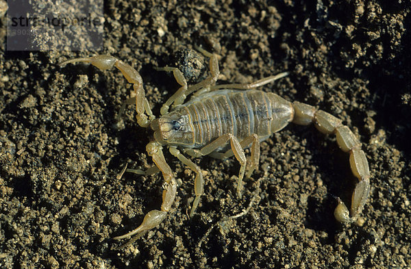 Skorpion (Buthus occitanus) Nahaufnahme auf dem Boden