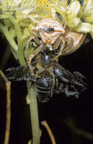 Krabbenspinne (Thomisus onustus) Alttier mit erbeutetem Insekt  bedeckt mit Fliegen