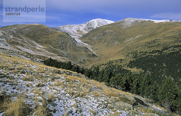 Berggipfel und Nadelwald im Tal  Fontalba  El Ripolles  Pyrenäen  Katalonien  Spanien  Europa