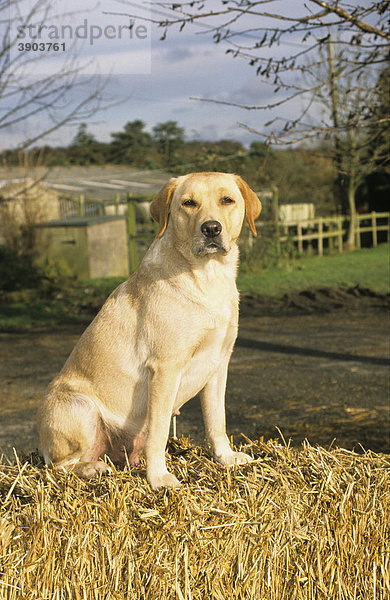 Blonder Labrador Retriever sitzt auf Strohballen