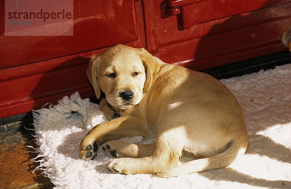 Blonder Labrador Retriever Welpe liegt auf Teppich vor rotem Aga-Herd