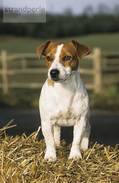 Jack Russell Terrier steht auf Strohballen