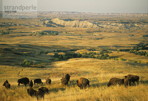 Amerikanische Bisons (Bison bison) beim Grasen  Badlands Nationalpark  South Dakota  USA