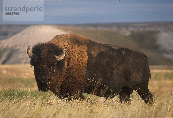 Amerikanischer Bison (Bison bison)  Badlands Nationalpark  South Dakota  USA