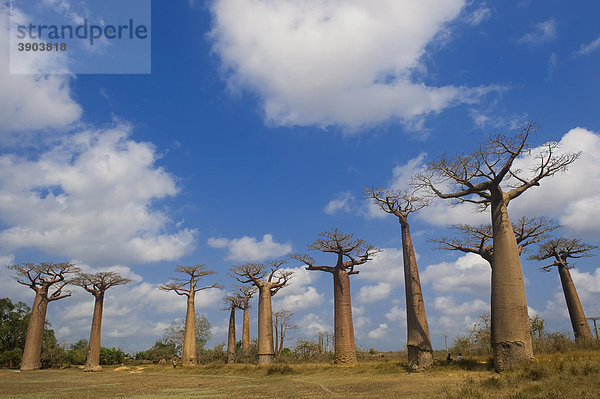 Baobabs (Adansonia grandidieri)  Morondava  Madagaskar  Afrika