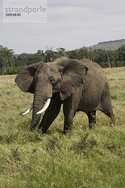 Afrikanischer Elefant (Loxodonta africana)  Masai Mara Nationalpark  Kenia  Ostafrika