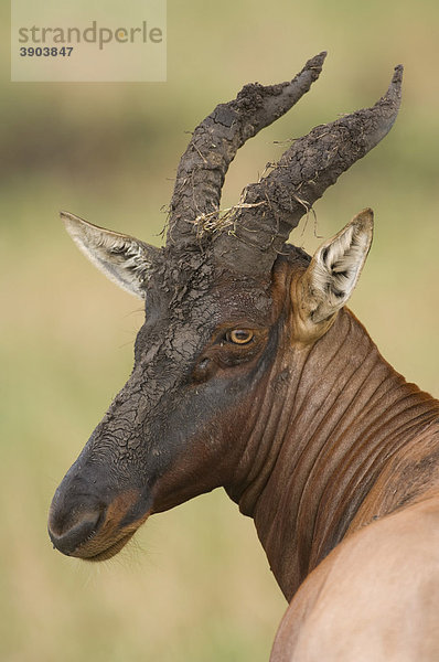 Halbmondantilope (Damaliscus lunatus)  Porträt  Masai Mara Nationalpark  Kenia  Ostafrika