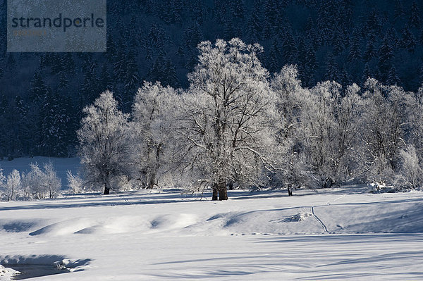 Baum mit Rauhreif  Winterlandschaft am Weitsee  Chiemgau  bei Ruhpolding  Bayern  Deutschland  Europa
