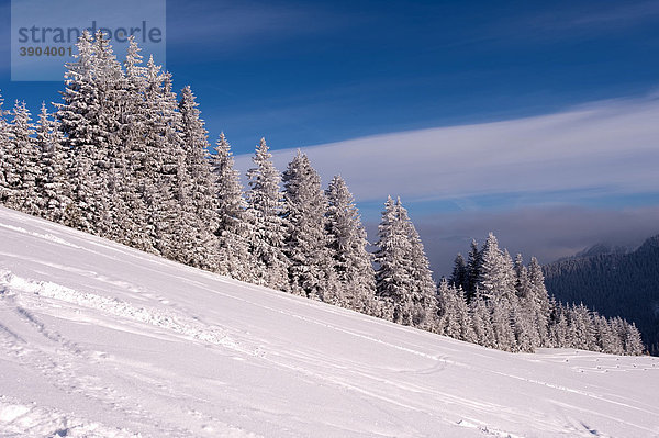 Bayerische Alpen vom Wallberg  Winter  Oberbayern  Bayern  Deutschland  Europa