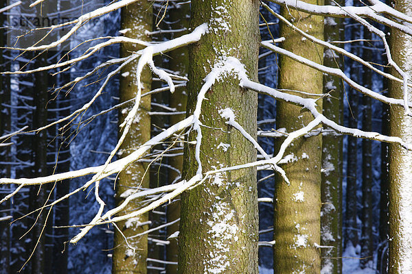 'Winterlicher Wald  Mari·nskÈ L·zně