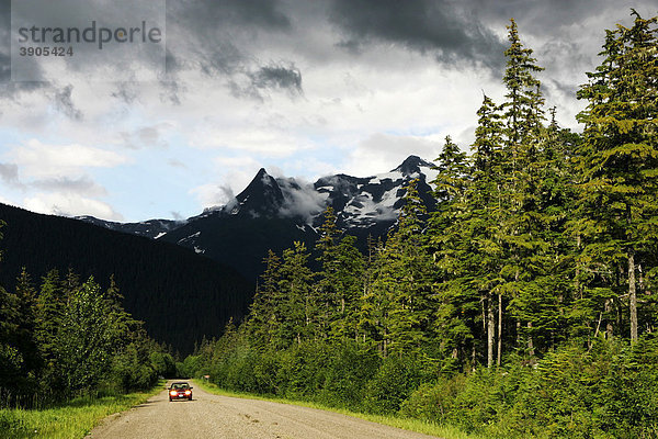 Wald bei Juneau  Alaska  USA