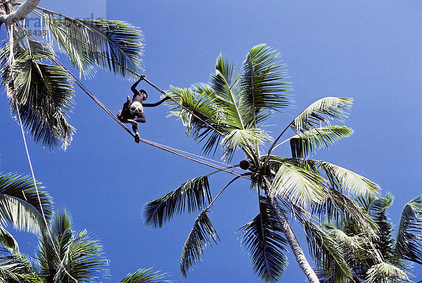 Toddy-Tapper balanciert über ein Seil zwischen den Wipfeln von Kokospalmen  erntet Blütensaft von Kokosfrüchten  Sri Lanka  Ceylon  Südasien  Asien