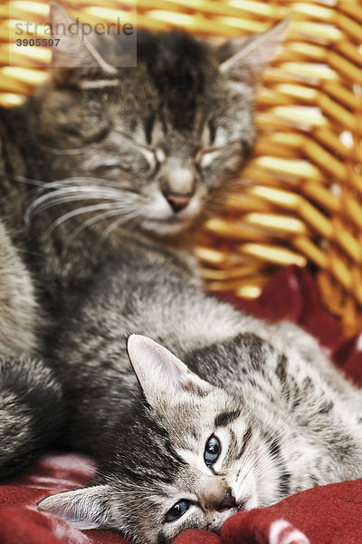 Katzenjunges mit Katzenmutter im Körbchen