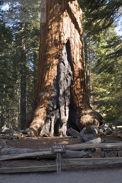 Mammutbaum (Sequoia sempervirens)  Grizzly Giant  Mariposa Grove  Yosemite Nationalpark  Vereinigte Staaten von Amerika  USA