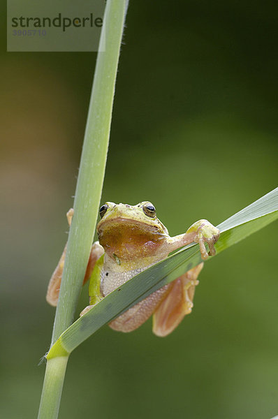 Laubfrosch (Hyla arborea)