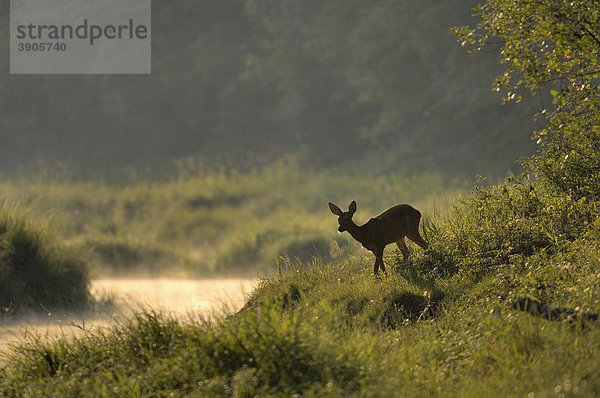 Reh (Capreolus capreolus) im ersten Sonnenlicht  Schönau an der Donau  Niederöstereich  Österreich  Europa