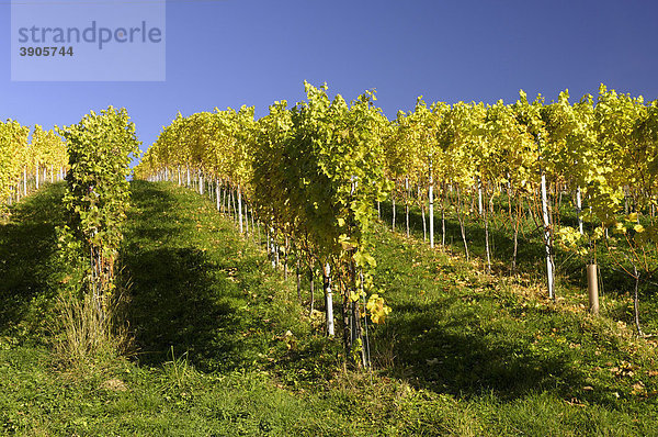 Weinreben  Kitzeck im Sausal  Steiermark  Österreich  Europa