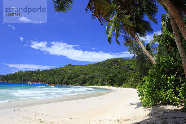 Kokospalmen (Cocos nucifera) am Strand Anse Takamaka  Insel Mahe  Seychellen  Afrika  Indischer Ozean