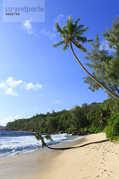 Kokospalmen (Cocos nucifera) am Strand Anse Takamaka  Insel Mahe  Seychellen  Afrika  Indischer Ozean
