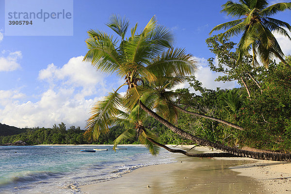 Kokospalmen (Cocos nucifera) an der Baie Lazare  Insel Mahe  Seychellen  Afrika  Indischer Ozean