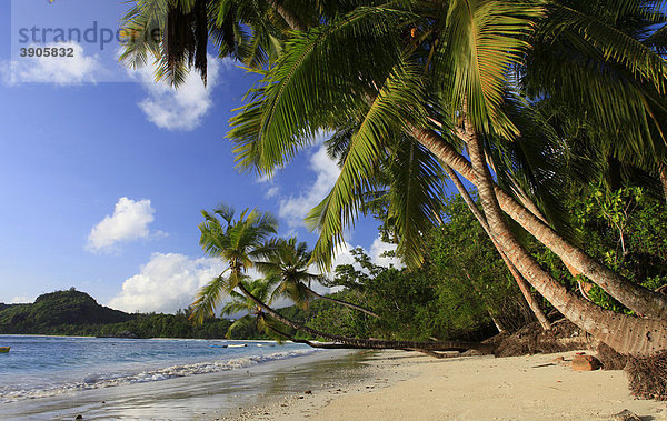 Kokospalmen (Cocos nucifera) am Strand der Baie Lazare  Insel Mahe  Seychellen  Afrika  Indischer Ozean