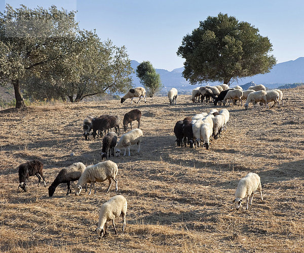 Weidende Schafe  nahe Faliraki  Insel Rhodos  Griechenland  Südeuropa  Europa