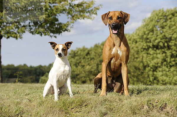 Rhodesian Ridgeback und Jack Russel Terrier
