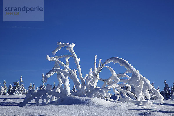 Verschneite Äste inmitten einer Schneelandschaft  Winter  Schwarzwald  Baden-Württemberg  Deutschland  Europa