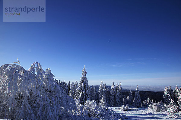 Verschneite Tannen inmitten einer Schneelandschaft  Winter  Schwarzwald  Baden-Württemberg  Deutschland  Europa