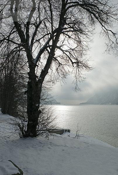Kahler Baum in verschneiter Landschaft  Achensee  Österreich  Europa