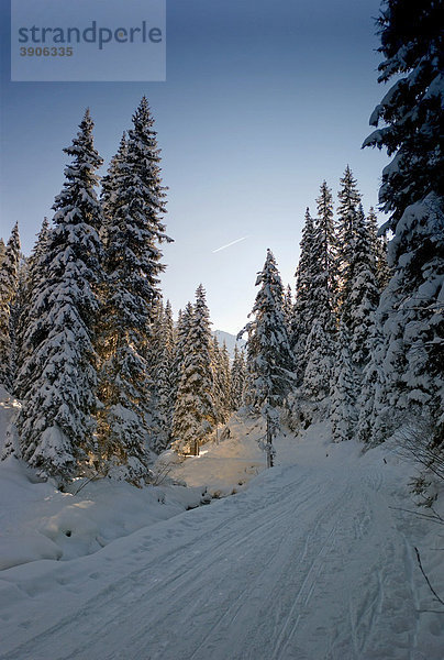 Verschneiter Wald  Österreich  Europa