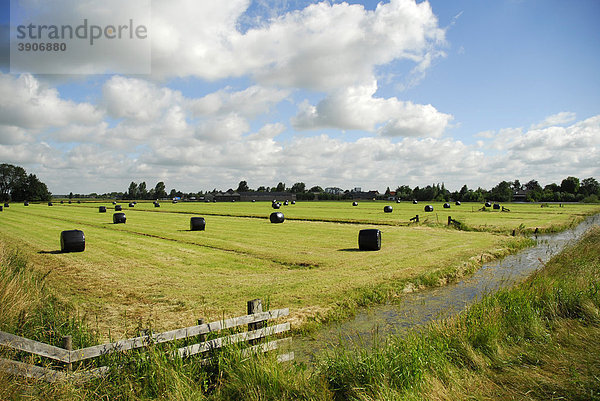 Ernte im Poldergebiet  Landschaft zwischen Gouda  Oudewater und Reeuwijk  Südholland  Zuid-Holland  Niederlande  Europa