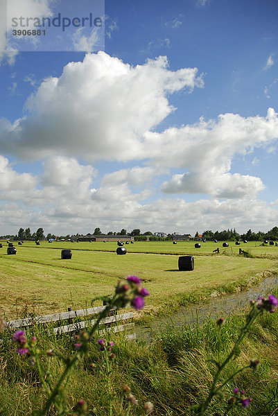 Ernte im Poldergebiet  Landschaft zwischen Gouda  Oudewater und Reeuwijk  Südholland  Zuid-Holland  Niederlande  Europa