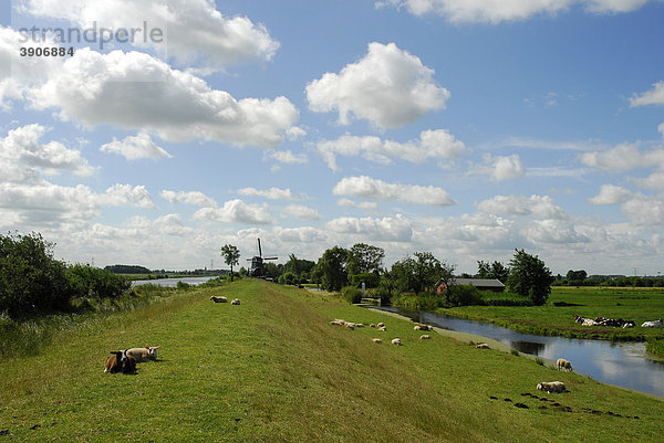 Poldergebiet  Landschaft zwischen Gouda  Oudewater und Reeuwijk  Südholland  Zuid-Holland  Niederlande  Europa