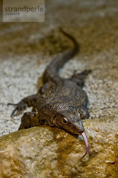 DumÈril-Waran (Varanus dumerilii)