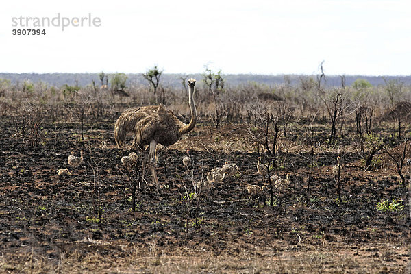 Afrikanischer Strauss (Struthio camelus) mit Küken  Kruger National Park  Südafrika