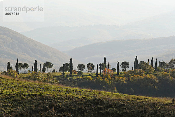 Von Zypressen und Pinien gesäumte Straße in nebliger Landschaft  Toskana  Italien  Europa