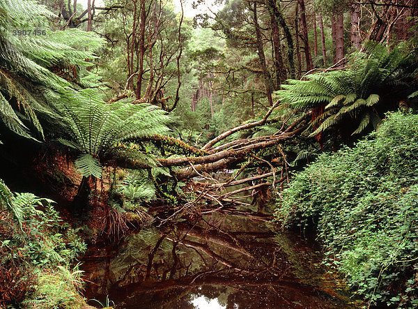 Farnbäume und Wald im Otway Nationalpark  Victoria  Australien