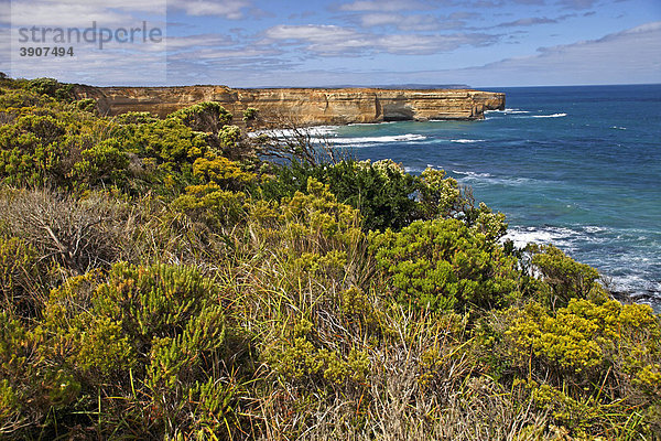 Vegetation und Kalksteinfelsen an der Küste  Great Ocean Road  Port Campbell Nationalpark  Victoria  Australien