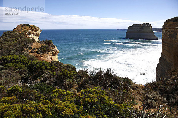 Vegetation  Kalkstein-Felsturm und Klippen an der Küste  Great Ocean Road  Port Campbell Nationalpark  Victoria  Australien