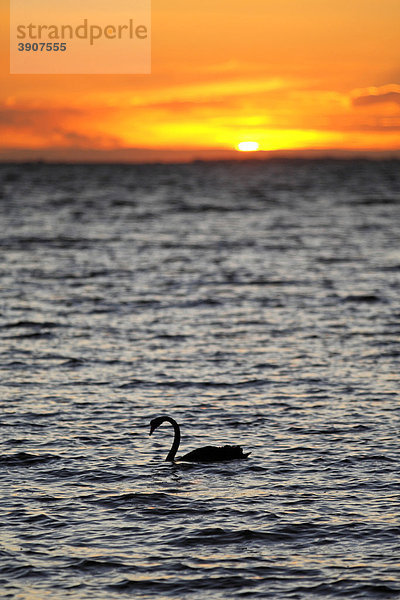 Trauerschwan oder Schwarzschwan (Cygnus atratus) im Südlichen Ozean bei Sonnenuntergang  Victoria  Australien