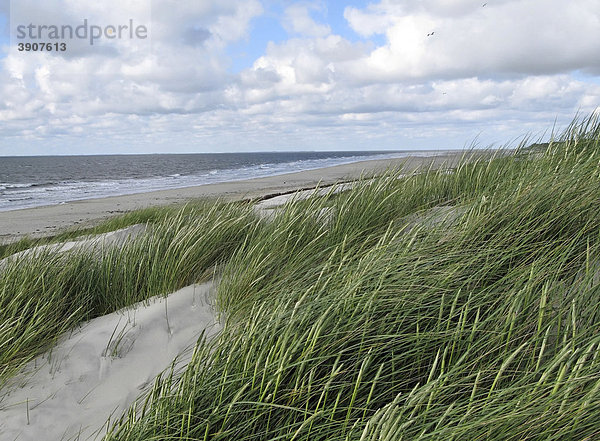 Dünengras und Strand auf der Insel Amrum  Schleswig-Holstein  Deutschland  Europa