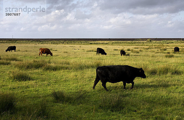 Kühe auf landwirtschaftlich genutzten Flächen  hinten ein Deich  Insel Amrum  Schleswig-Holstein  Deutschland  Europa