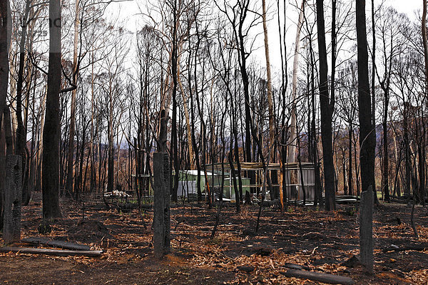 Grundstück verbrannt im Black Saturday oder Schwarzer Samstag Buschfeuer von 2009  Victoria  Australien