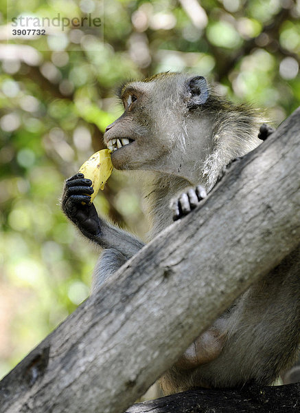 Affe mit Banane  Westliche Grünmeerkatze (Chlorocebus sabaeus)  Pattaya  Thailand  Asien