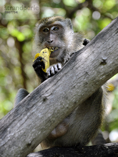 Affe mit Banane  Westliche Grünmeerkatze (Chlorocebus sabaeus)  Pattaya  Thailand  Asien