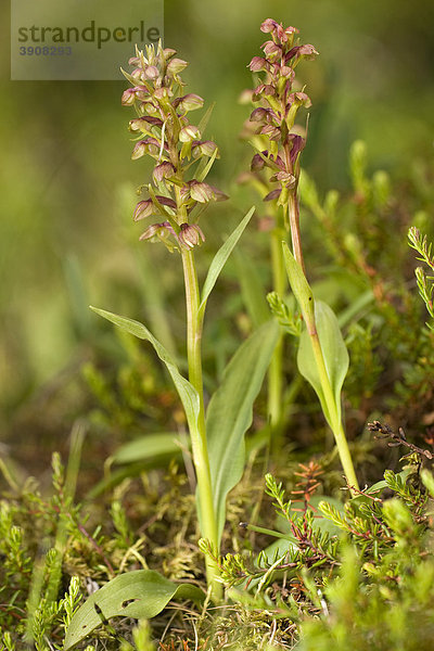 Grüne Hohlzunge (Coeloglossum viride)  Orchidee  Island  Europa