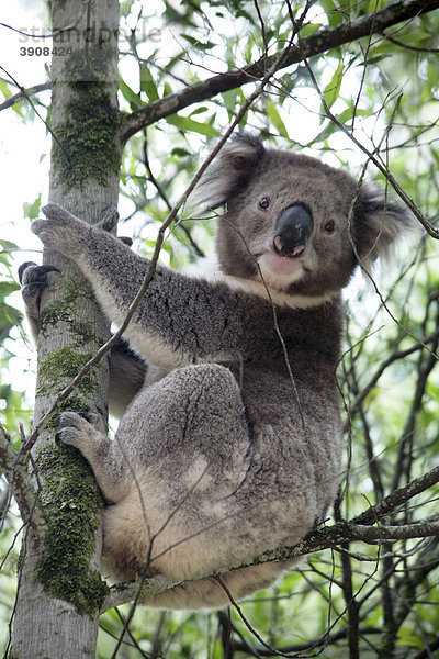 Koala (Phascolarctos cinereus) in freier Natur  Victoria  Australien